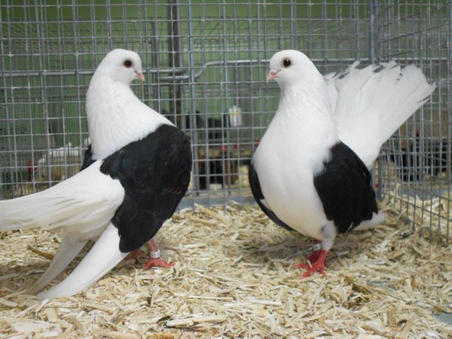 Stammschau 2015 (58)